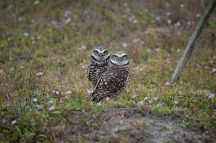 burrowing owls 2